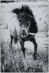 Konie Kuce © Magorzata