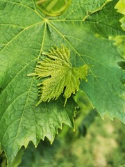 Foglie, pampani di viti in vigna