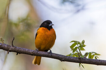 Male  Baltimore oriole (Icterus galbula) 