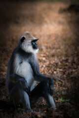 Gray Langur  or Hanuman Langur