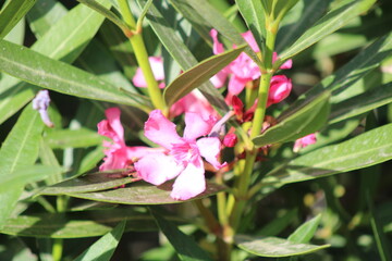 Paseo por el parque en una tarde de primavera - flores y pájaros