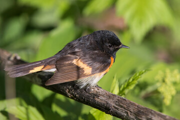 American redstart (Setophaga ruticilla) 