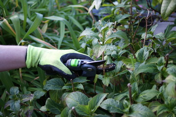 Pruning shears cutting plant in the garden