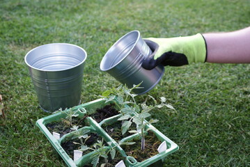 Potting plants in the garden