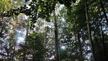 Fototapeta premium il bosco del pioppo tremulo