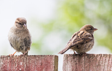 Female house sparrow, Passer domesticus perched on a garden fence with chick