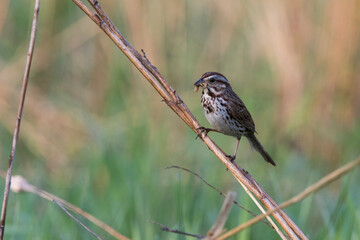 Fototapeta premium song sparrow (Melospiza melodia) with food for babies 