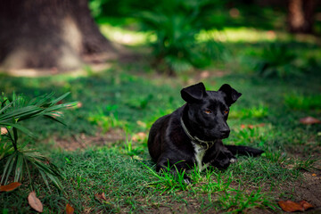 Naklejka na ściany i meble black dog, lying on the street, in the daytime, on the green grass, near a palm tree