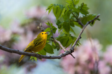  yellow warbler (Setophaga petechia, formerly Dendroica petechia)