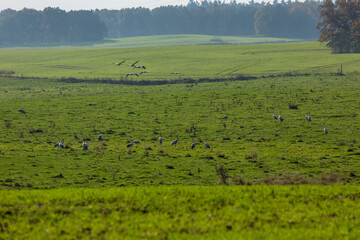 Cranes On A Field In Germany