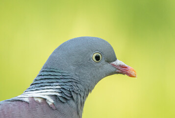 portrait of a wood pigeon