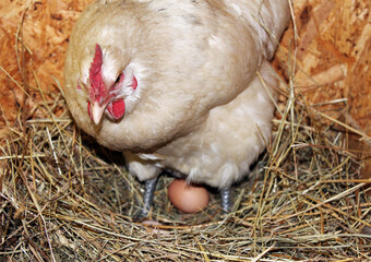 chicken in nest