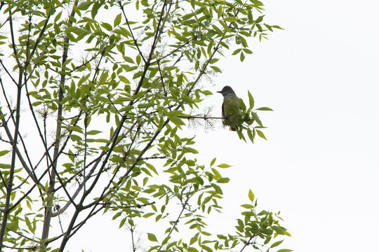 รูปภาพMyiarchus เลือกดูภาพถ่ายสต็อก เวกเตอร์ และวิดีโอ259 Adobe Stock