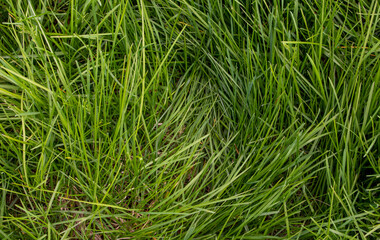 Background of a green grass. Green grass texture Green grass texture from a field