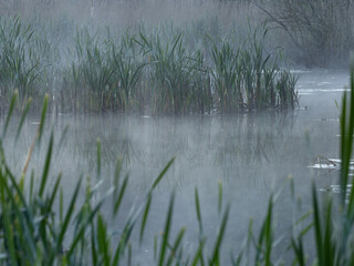 Early Morning Pond 