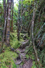 Fototapeta premium New Zealand, Neuseeland, South Island, Südinsel, West Coast, Paparoa Nation Park NP, Fox River Track