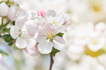 Apple tree blossom close-up. White apple flower on natural white background. 