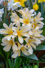 Fototapeta na wymiar Kaffir lily (Clivia miniata), blooming 