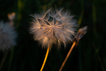 Fototapeta premium Diente de león