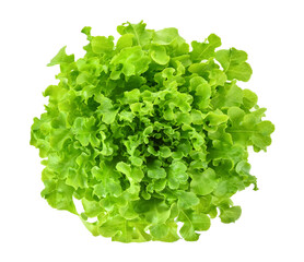 Top view of Green oak lettuce isolated on white background.