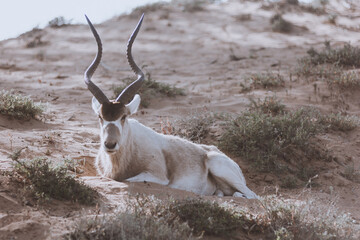 Addax - white or screw horn antelope - resting on the grassy field. Critically endangered species....