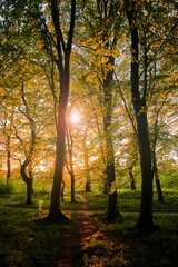Sunset in a fairy forest. Sunset sun rays break through the leaves of trees. Park with trees and green foliage