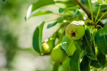 Immature pear fruits in the canopy of the tree 