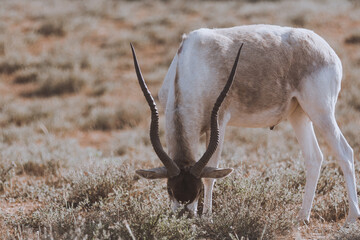 Addax - white or screw horn antelope - resting on the grassy field. Critically endangered species....