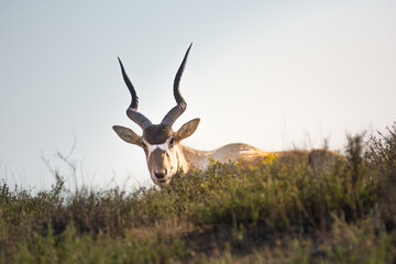 Naklejka na ściany i meble Addax - white or screw horn antelope - resting on the grassy field. Critically endangered species. National Park Souss-Massa, Morocco