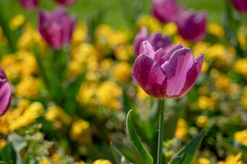 Beautiful tulip flowers growing, colorful flower background.