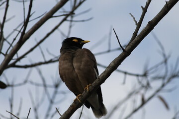 blackbird on a branch