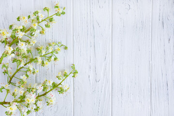 Fototapeta premium Chestnut tree flowers on a light wooden background. Spring background with chestnut. Flat lay, top view.
