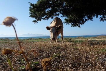 Kos Cow Beach