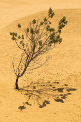 Lonely tree - Banksia sessilis (parrot bush plant) growing on sand dunes. Yellow desert landscape in Nambung National Park, WA