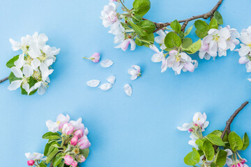 branches of a blossoming apple tree on a blue background. Gardening concept