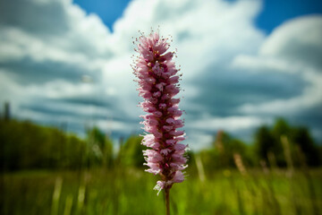 red flower - bistorta officinalis delarbre