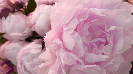 Beautiful pink rose peony petals background	