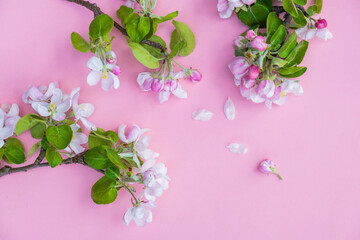 branches of a blossoming apple tree on a pink background. Gardening concept