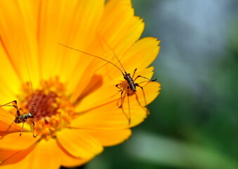 Winziger Käfer mit langen Fühlern auf einer Ringelblume