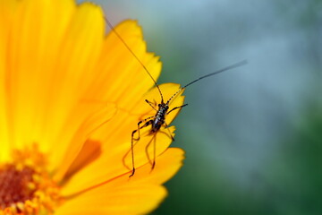 Winziger Käfer mit langen Fühlern auf einer Ringelblume