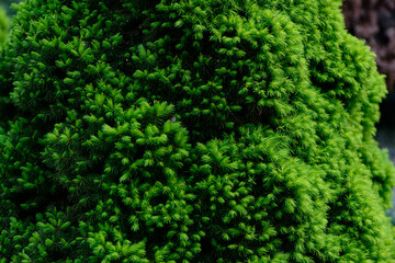 Fresh spring green leaves of garden plant Macro shot background