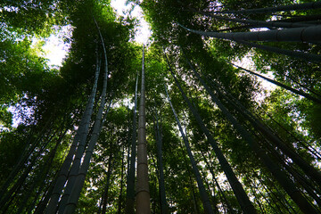 Bamboo Trees at Arashiyama Bamboo Forest, Kyoto, Japan