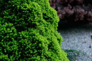 Fresh spring green leaves of garden plant Macro shot background