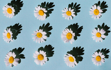 Camomile flowers on pastel background. Floral backdrop