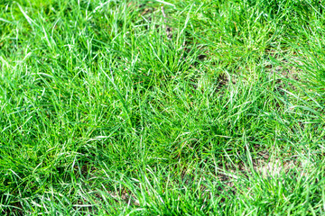 natural green fresh grass texture background empty