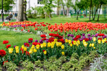 multi-colored tulips flowers close up blooming in a city park spring card