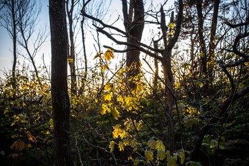 Sunset in seaside deciduous forest in spring time.