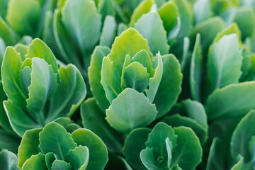 Flower stonecrop. Dense leaves are gray-green in color. Care and planting. Texture.