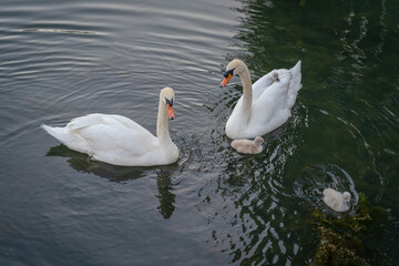 Obraz premium Paris, France - 05 31 2020: Villette Canal district. Family white swans from the Ourcq canal