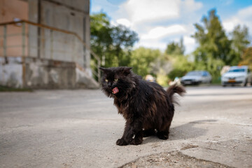 Black street homeless and hungry cat is sitting on the street